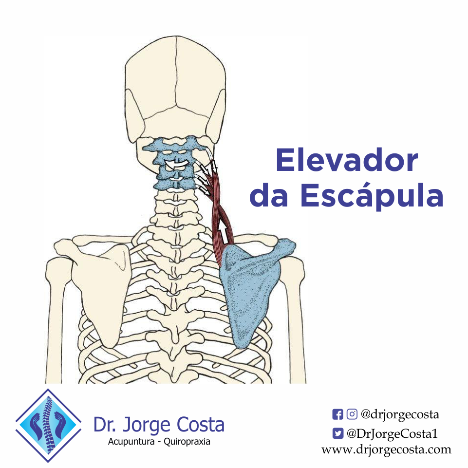 Elevador Da Escapula